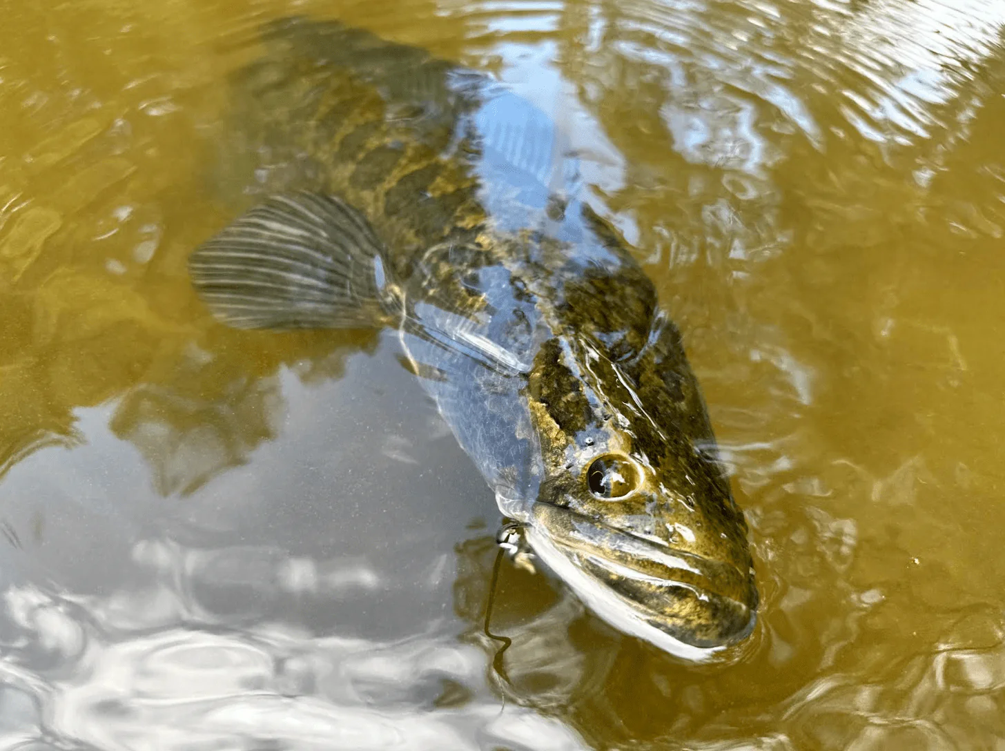 pêche à la tête de serpent