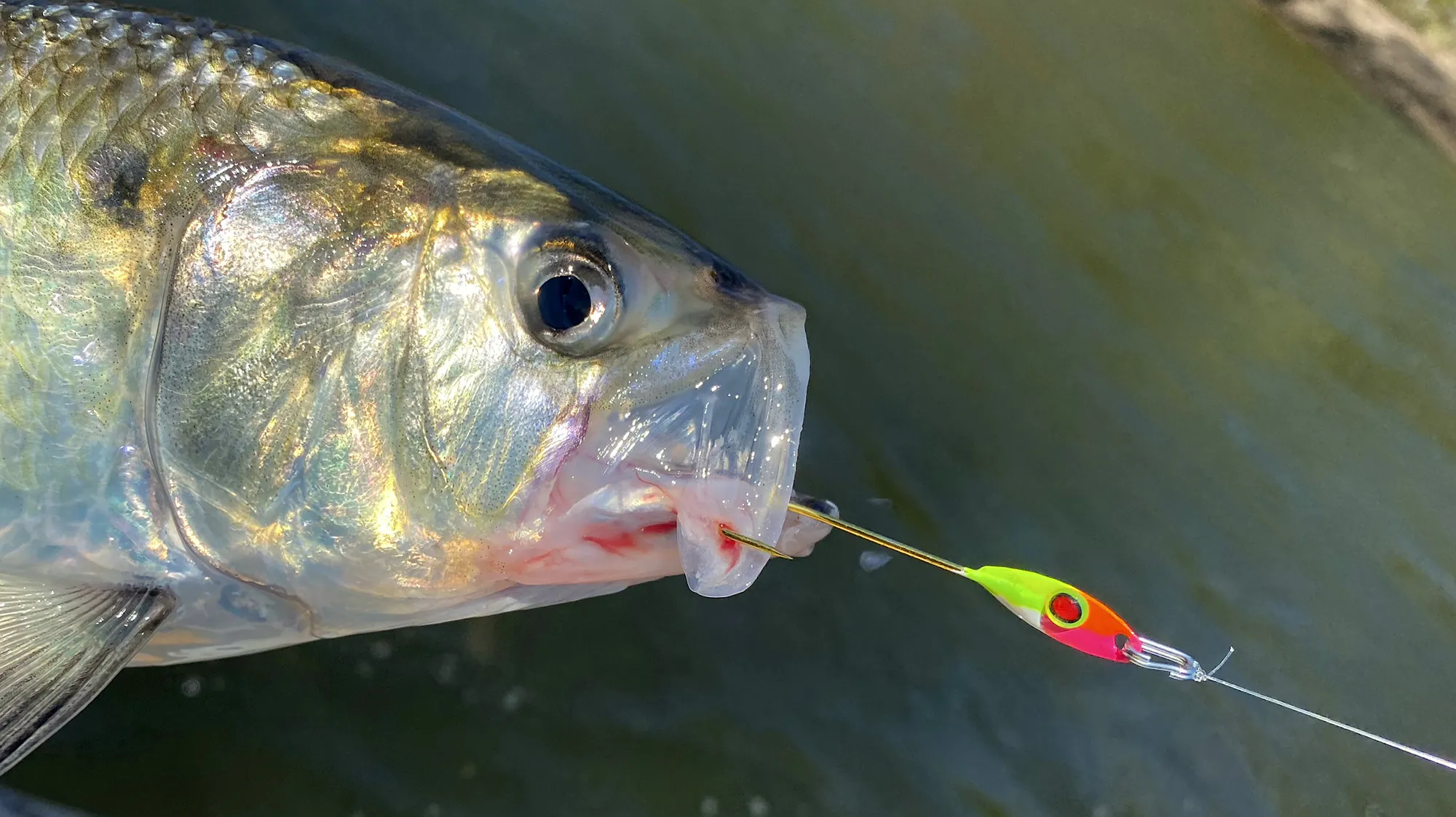 Un shad avec une cuillère UV