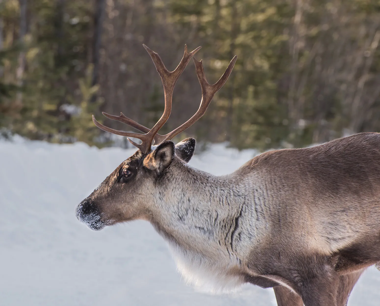 Un caribou des bois mâle dans la forêt.