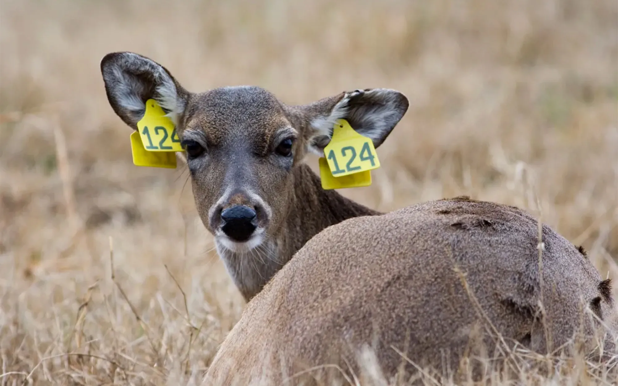 Une biche à queue blanche élevée en enclos.