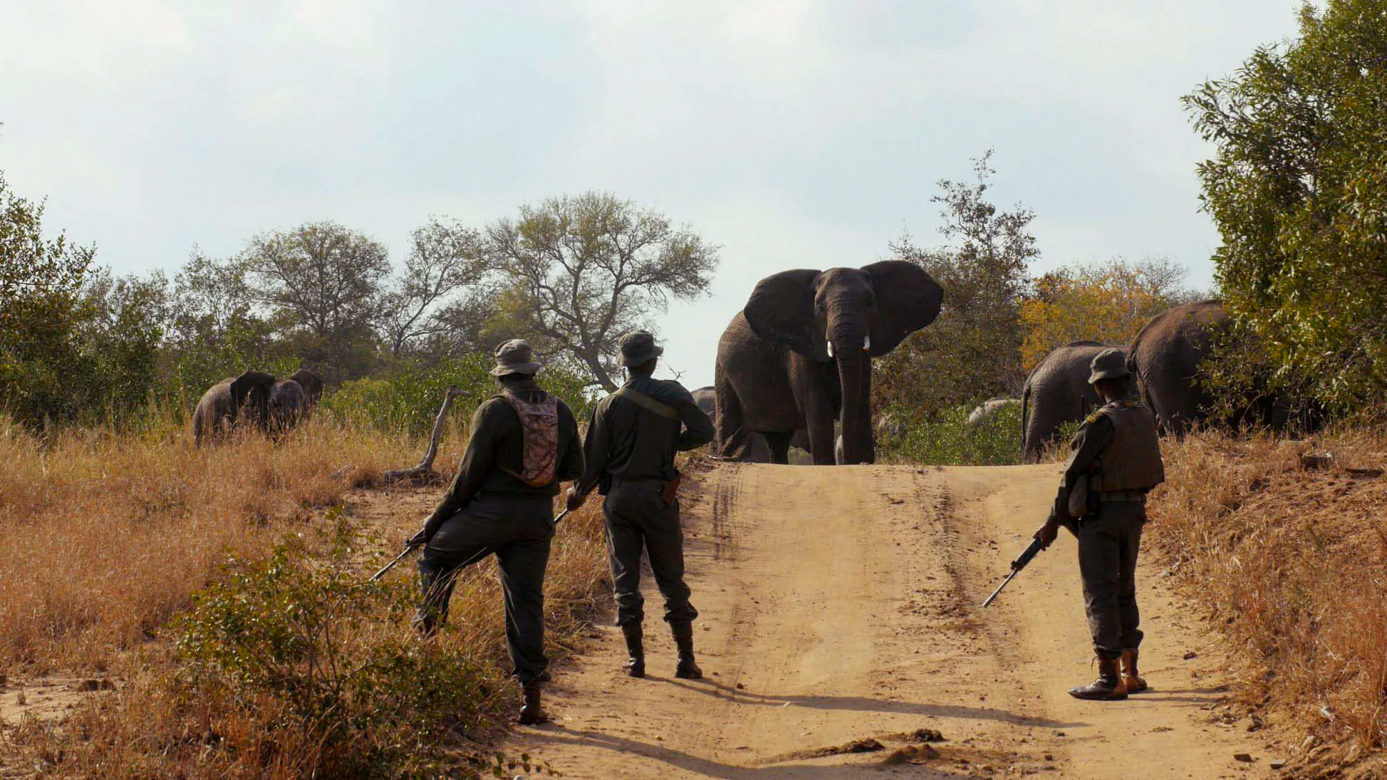 Trois rangers se tiennent sur une route avec des éléphants devant eux.