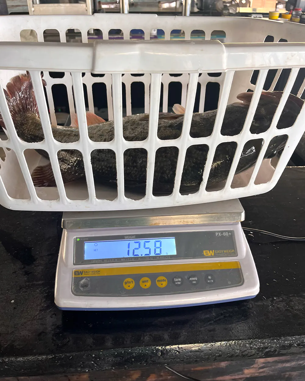 Un achigan à grande bouche sur une échelle.