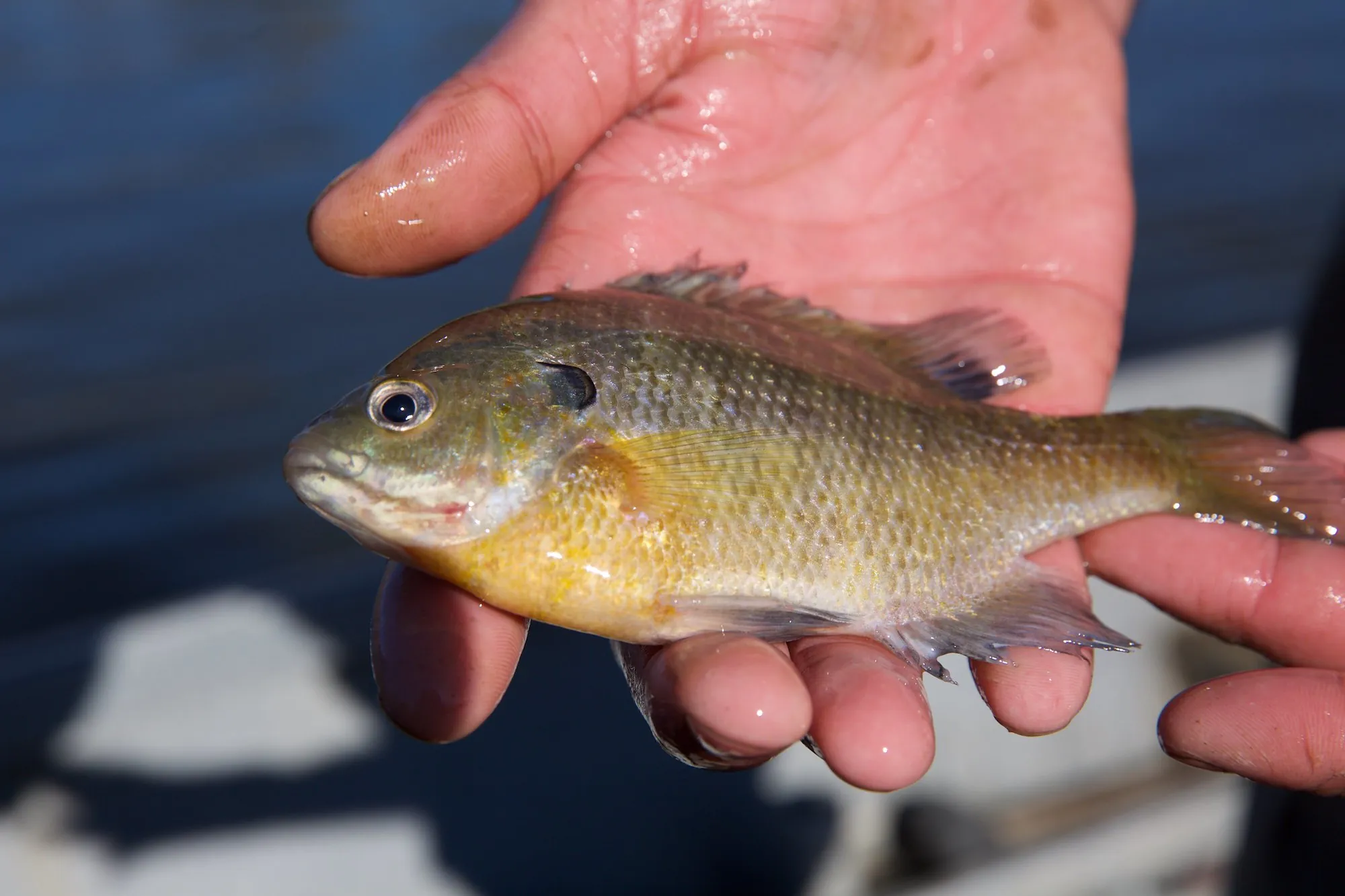 bluegill 2 appâts vivants
