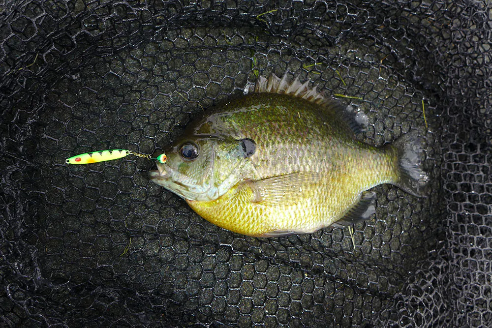 branchies bleues dans un filet de pêche