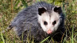 Pour cibler les pythons, des chercheurs de Floride suivent des opossums par GPS et attendent qu'ils soient mangés