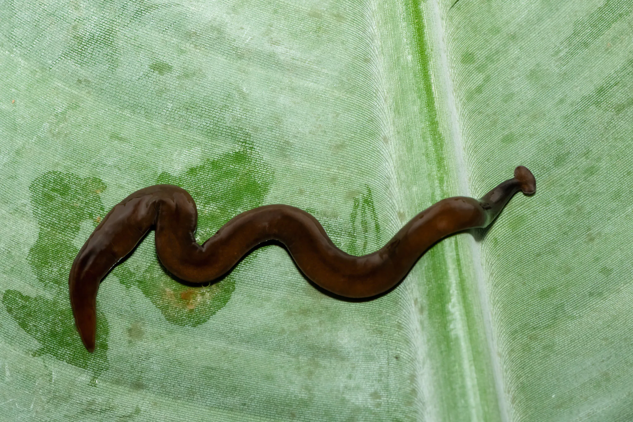 Un gros ver plat marteau sur une feuille
