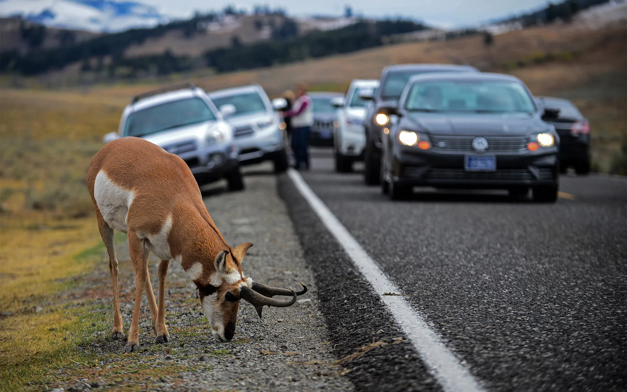Une antilope le long d'une route dans le parc national de Yellowstone.