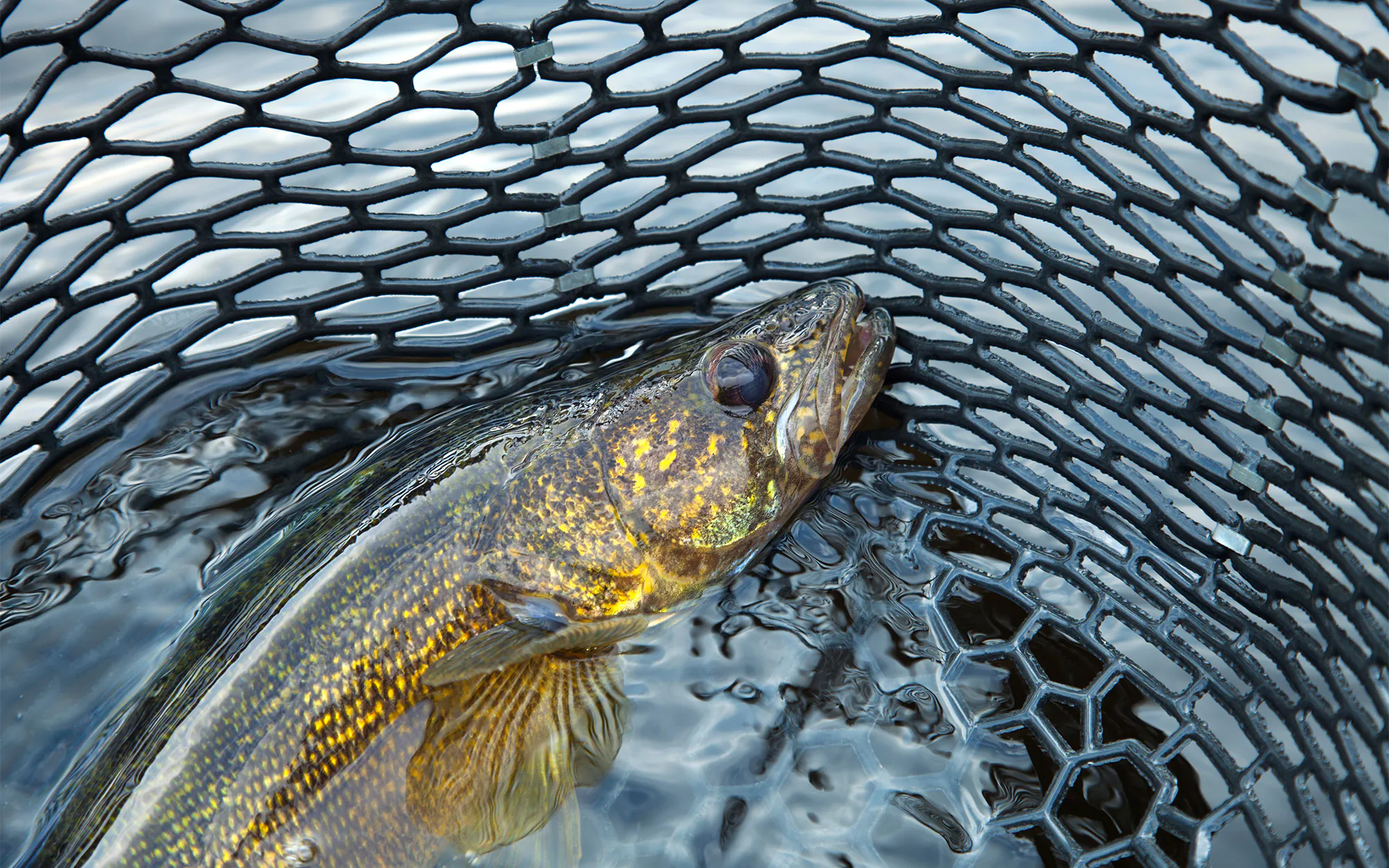 Un doré dans un filet de pêche.