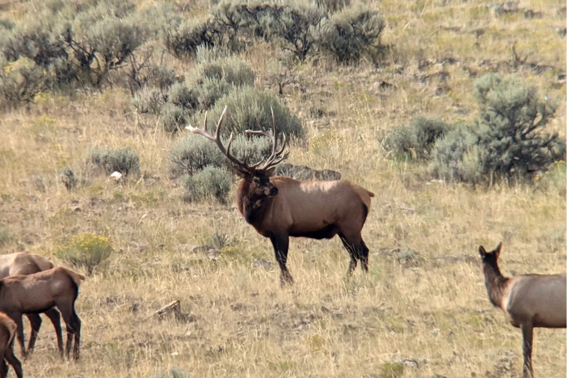 Un wapiti mâle des montagnes Rocheuses.