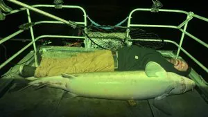«Un combat à mains nues.» Des amis pêcheurs ont lutté contre cet esturgeon record dans leur bateau