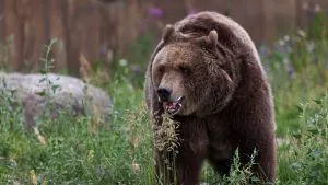 Un randonneur disparu retrouvé mort dans le parc national des Glaciers a probablement été tué par un grizzly