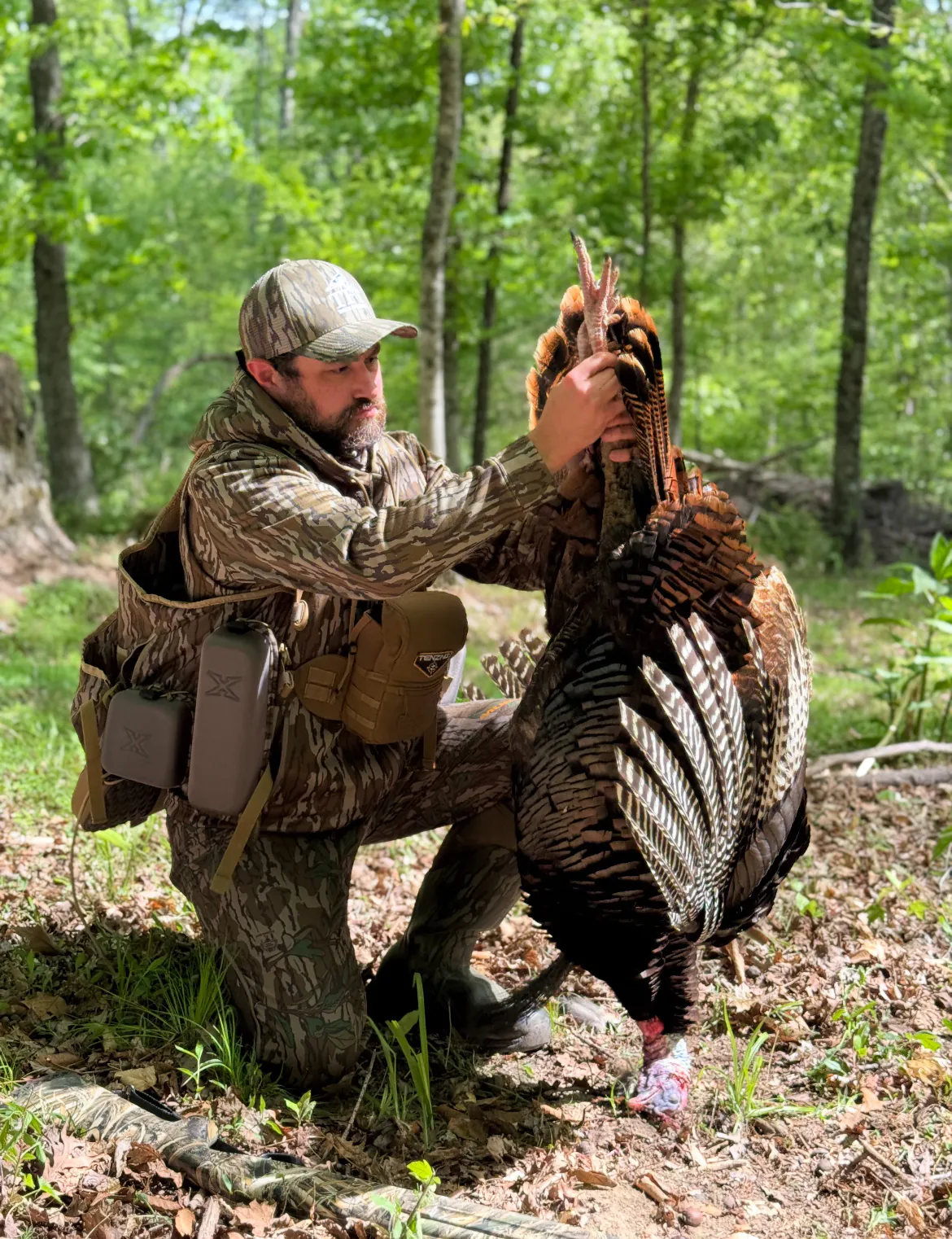 chasse au dindon en fin de saison