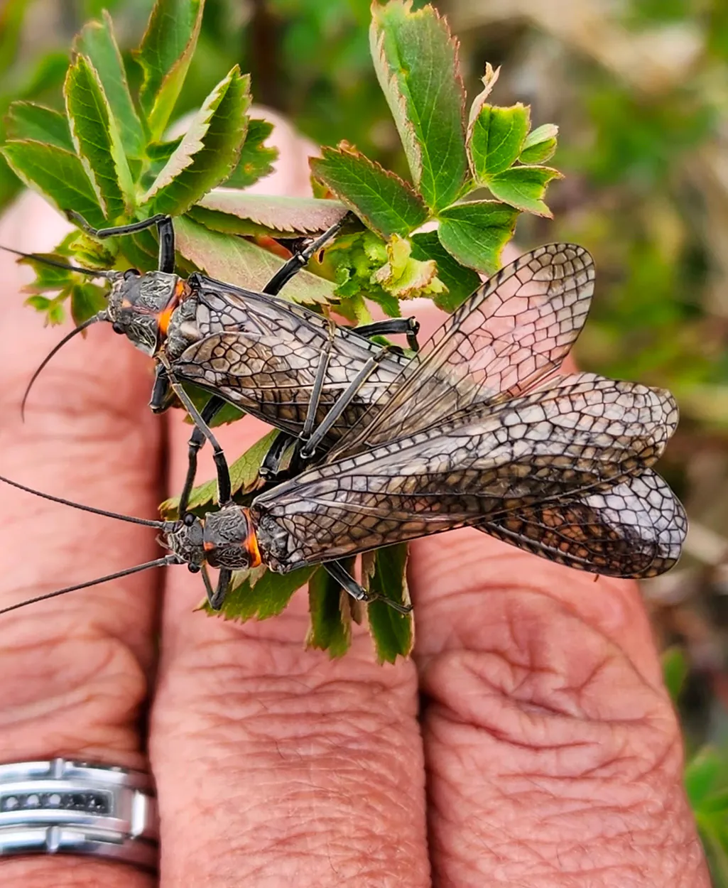 Une paire de salmonflies tenues dans la main d'un pêcheur.