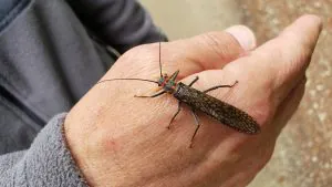 Un guide rapide pour pêcher l’écoutille la plus épique de l’Ouest