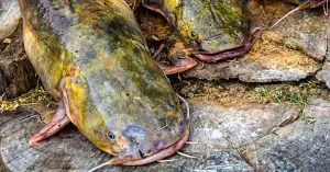L'astuce étrange que les pêcheurs de poisson-chat utilisent pour appeler les poissons au bateau