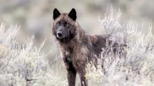 Le Wyoming va réduire de moitié la récolte de loups en raison d'une épidémie près de Yellowstone