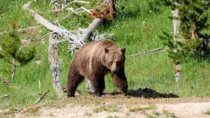 Black Bear Hunter tue un grizzly en charge avec son fusil à 5 ​​mètres