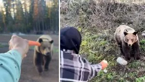 Ces deux crétins se sont filmés en train de nourrir à la main un grizzly sauvage