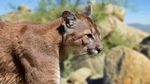 Le Texas pourrait bientôt exiger des chasseurs qu'ils déclarent les récoltes de pumas