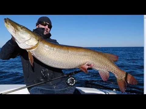 Muskie pêche à la mouche 57X26.5 Miniature du record du monde