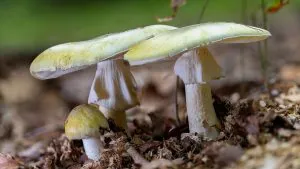 Les autorités supplient les Californiens d'arrêter de cueillir des champignons sauvages au milieu d'un nombre record d'empoisonnements