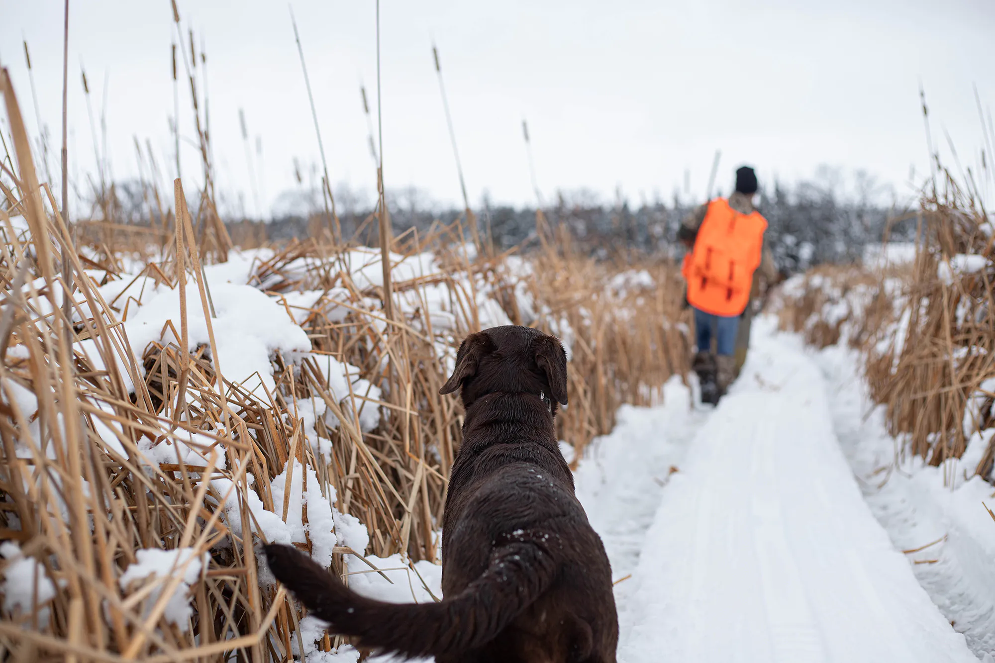 Chasse au faisan dans la neige