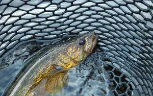 Les habitants du Minnesota récoltent 80 millions de livres de poisson, soit plus du double de l'estimation du MNR. Le sonar orienté vers l’avant a-t-il conduit à une surexploitation ?