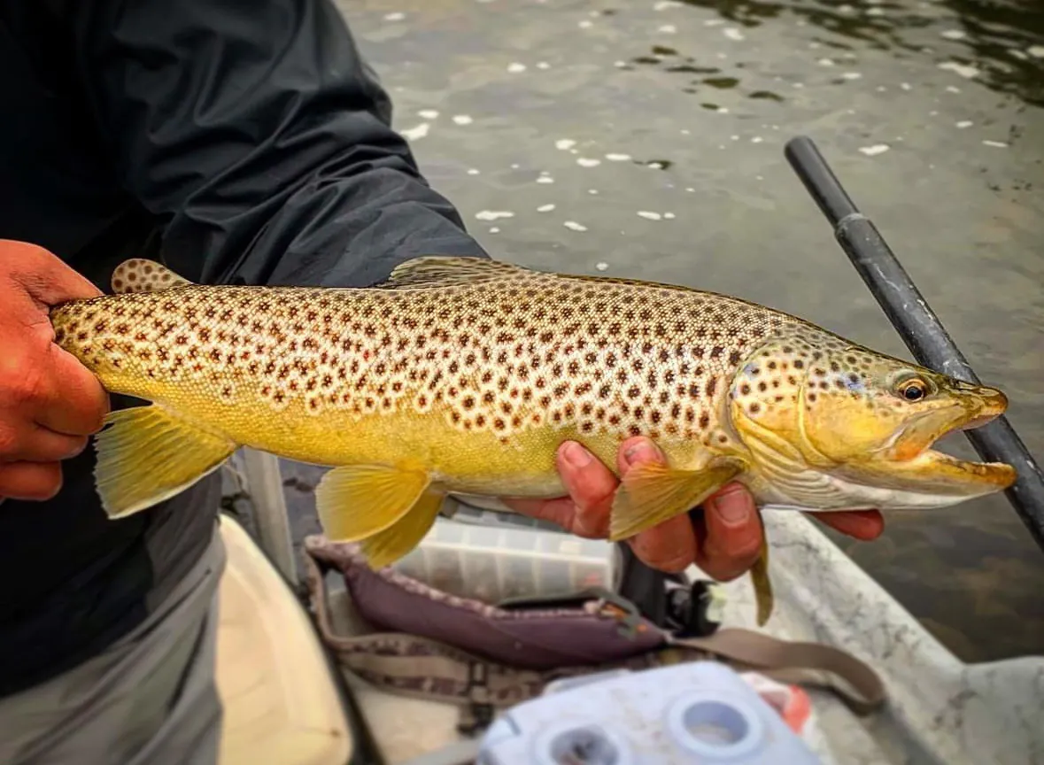 Le pêcheur tient la truite brune dans un bateau dérivant.
