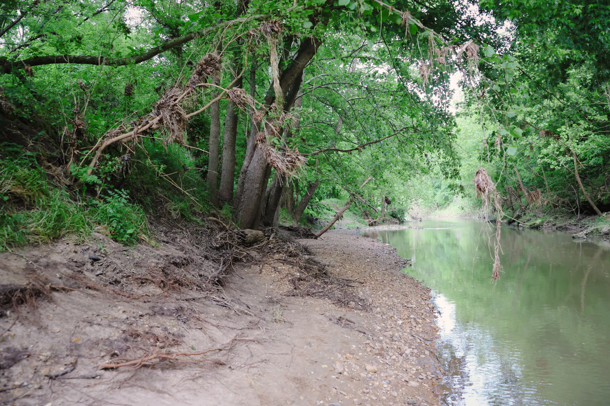 Une rive de ruisseau dans le Missouri.