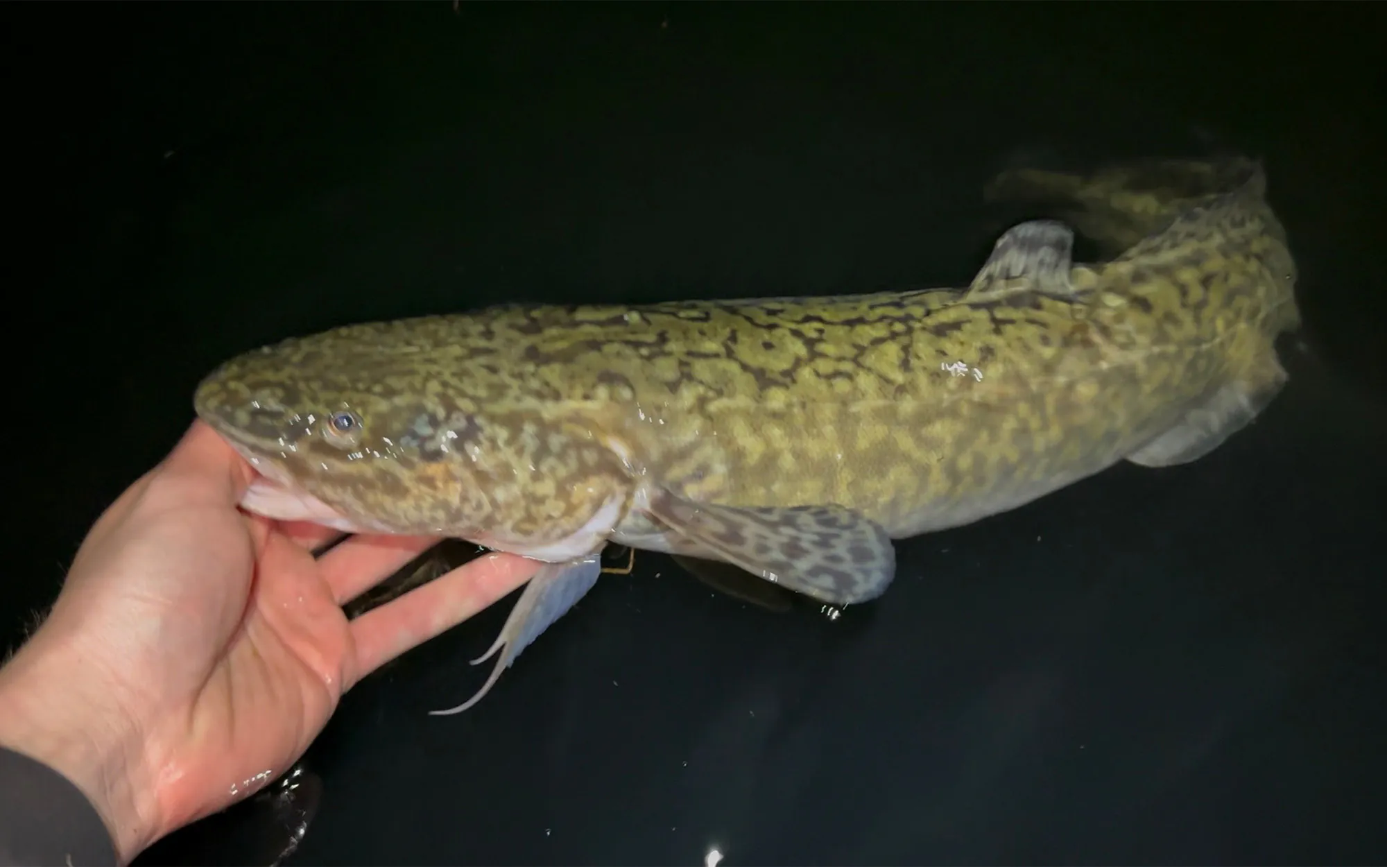 Une lotte capturée dans l'Idaho la nuit.