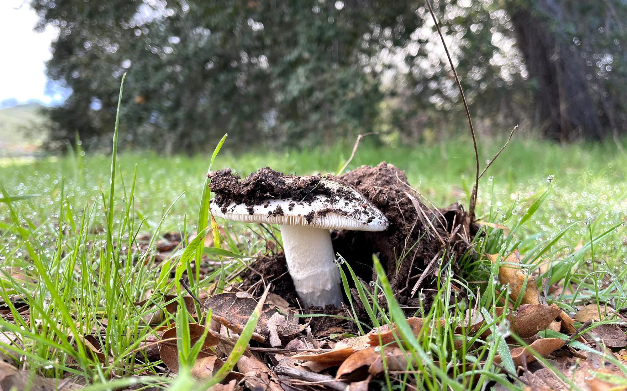 Un champignon ange destructeur occidental en Californie.
