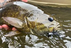 Pourquoi l'achigan à petite bouche est l'un des poissons les plus problématiques du pays