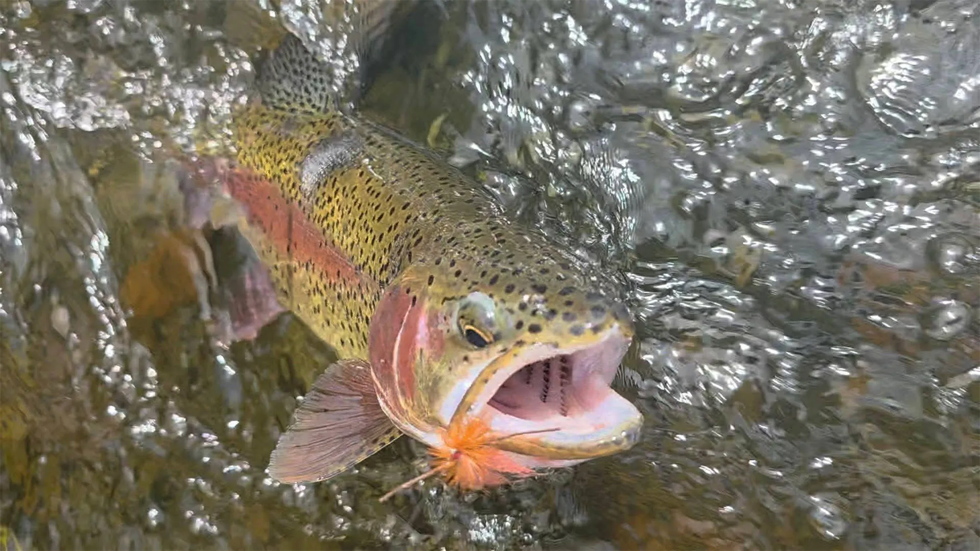 Une truite arc-en-ciel capturée sur un motif de salmonfly.