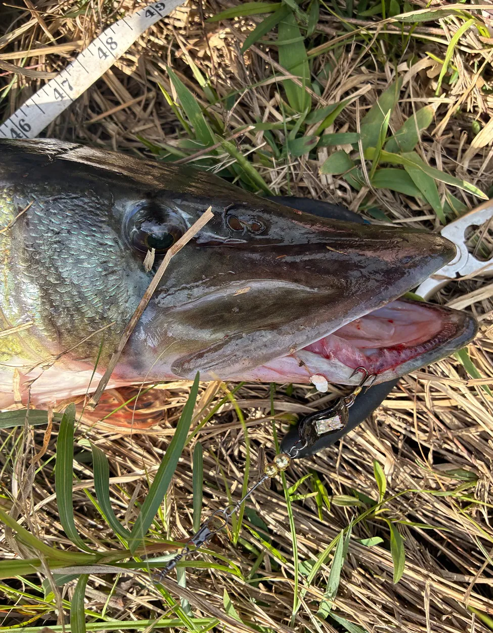 Un brochet mesuré dans l'herbe.