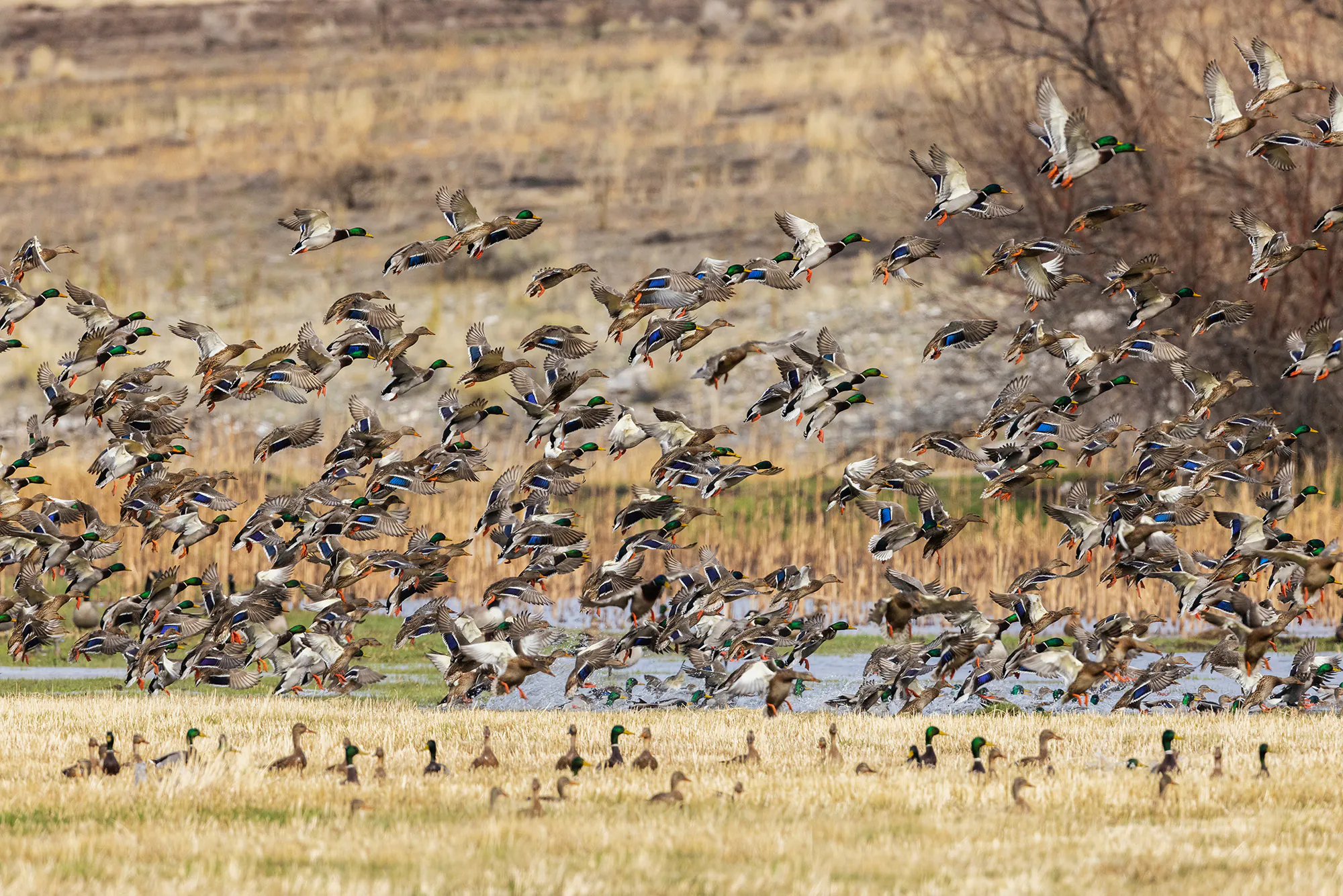 canards colverts sur un NWR