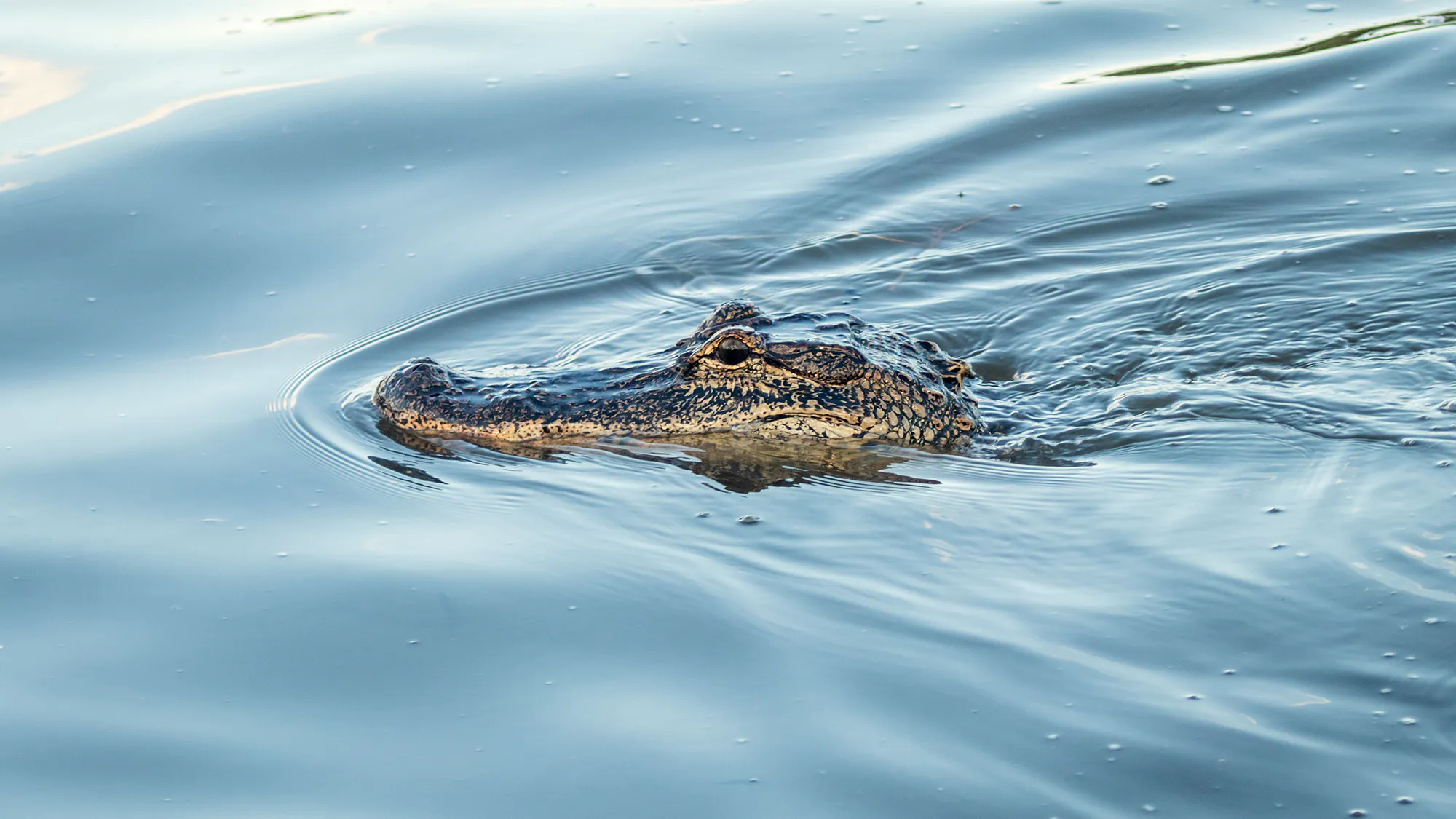 Alligator nageant dans le parc historique national et réserve Jean Lafitte, Louisiane. Gros plan du reptile glissant silencieusement dans les eaux des marais.