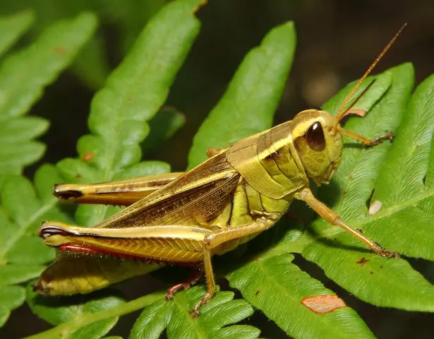 httpswww.outdoorlife.comsitesoutdoorlife.comfilesimport2014importImage2010photo300107.Grasshopper.jpg