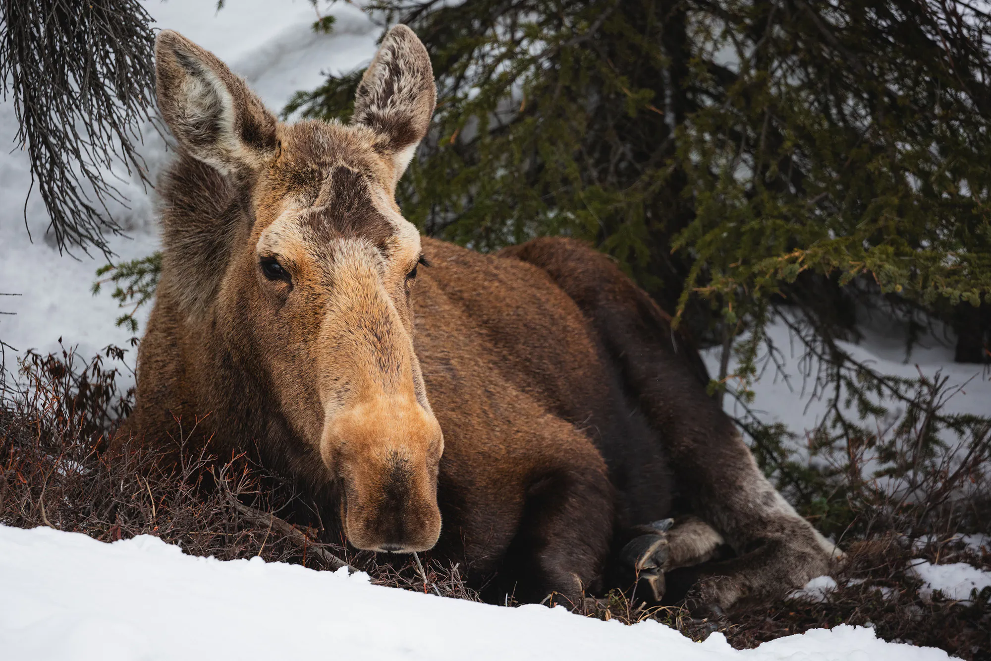 Un orignal est assis dans la neige, en Alaska.