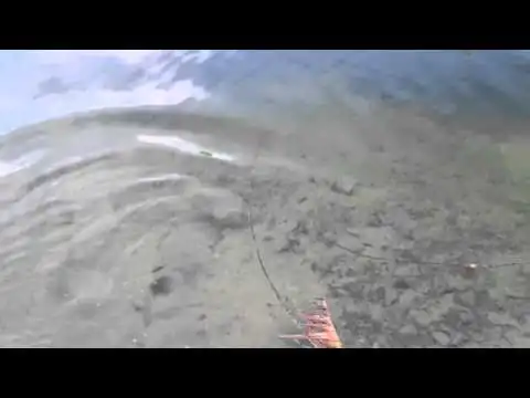 Le poisson mange le canard miniature