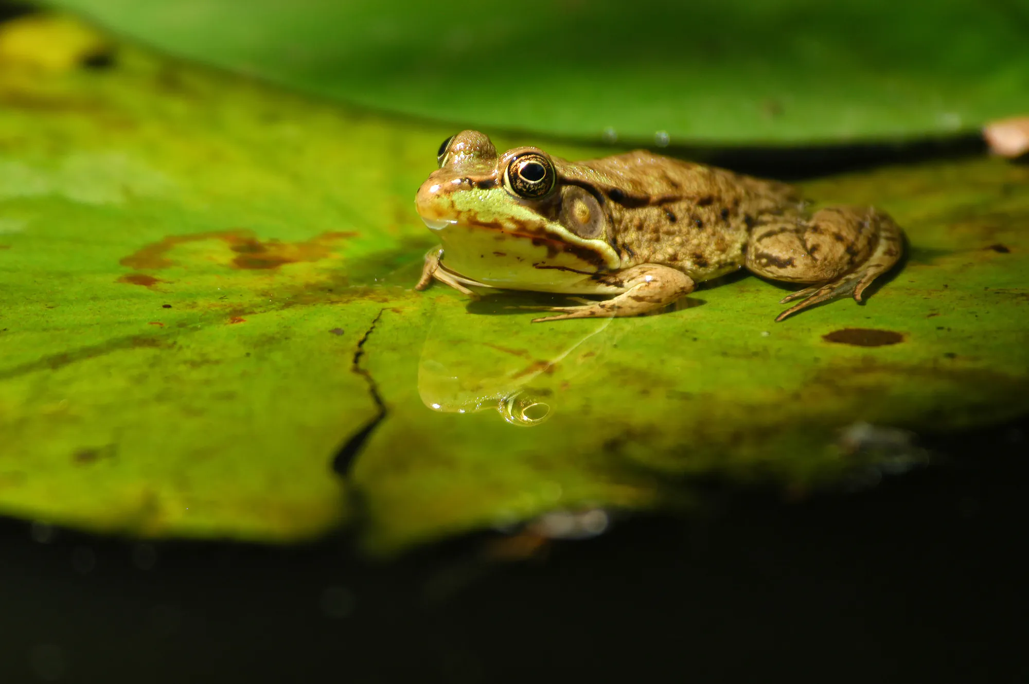 grenouille meilleurs appâts vivants