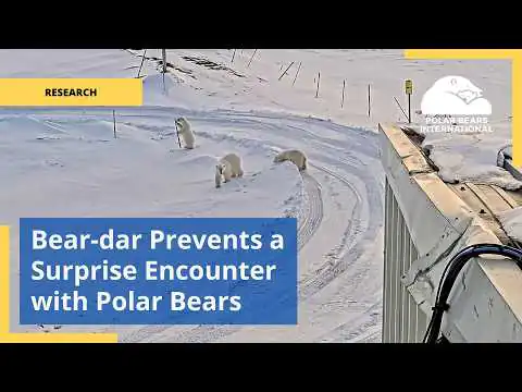 Bear-dar empêche une rencontre surprise avec des ours polaires miniature